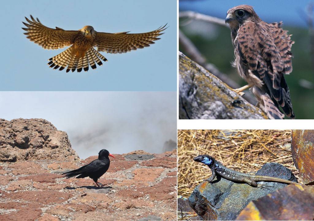 Fauna de la Caldera de Taburiente