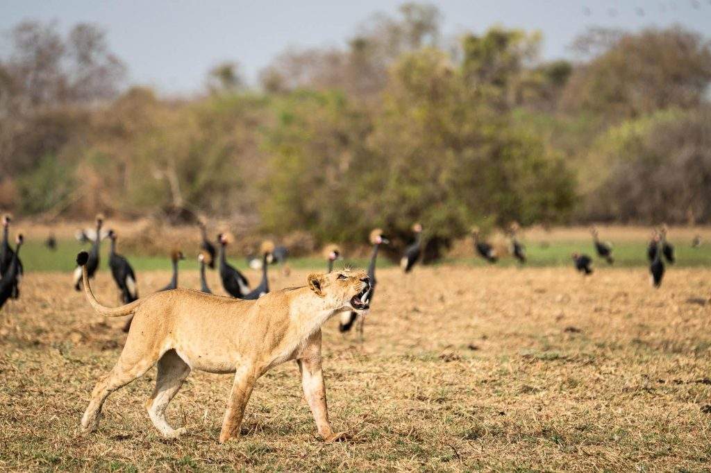 Fauna en el Chad, leona cazando