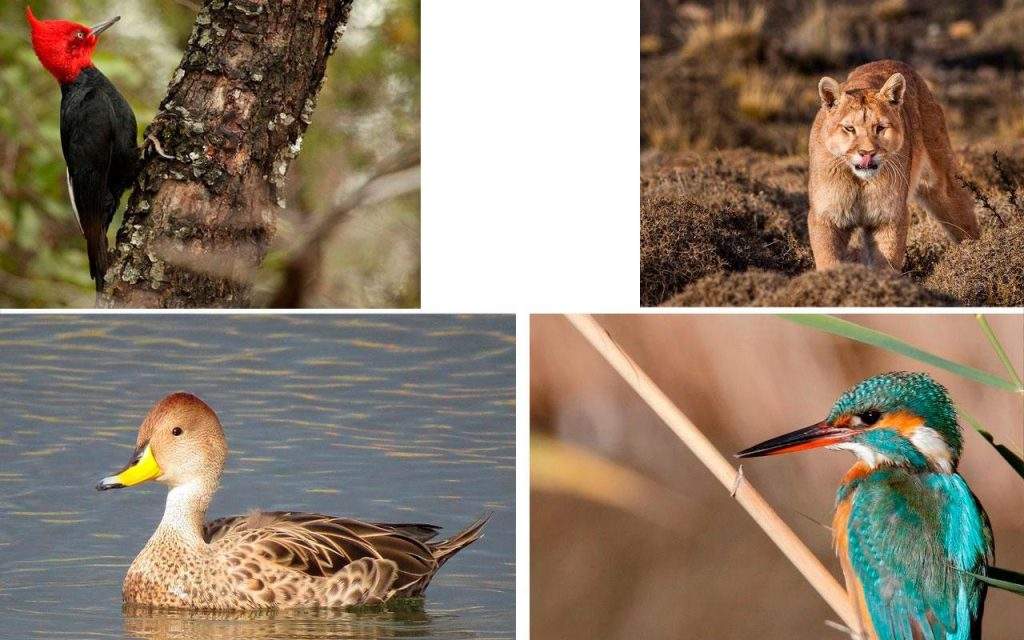 Fauna del Parque Nacional Conguillío en Chile