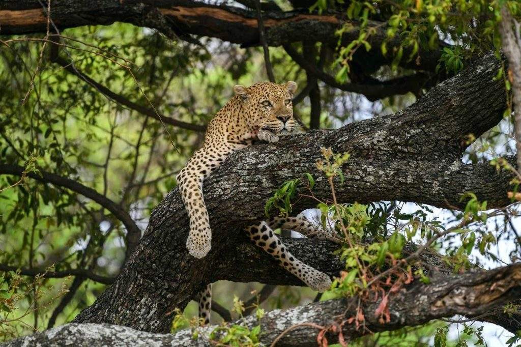 Fauna de Botswana, guepardo en el parque nacional