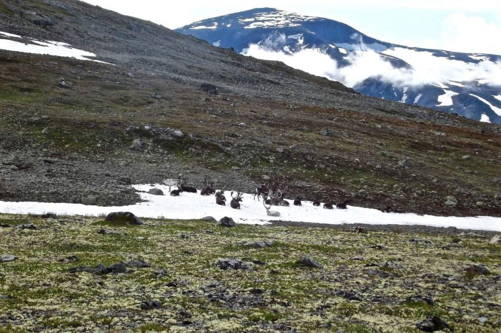 Fauna de Jotunheimen, familia de renos en la nieve de las montañas