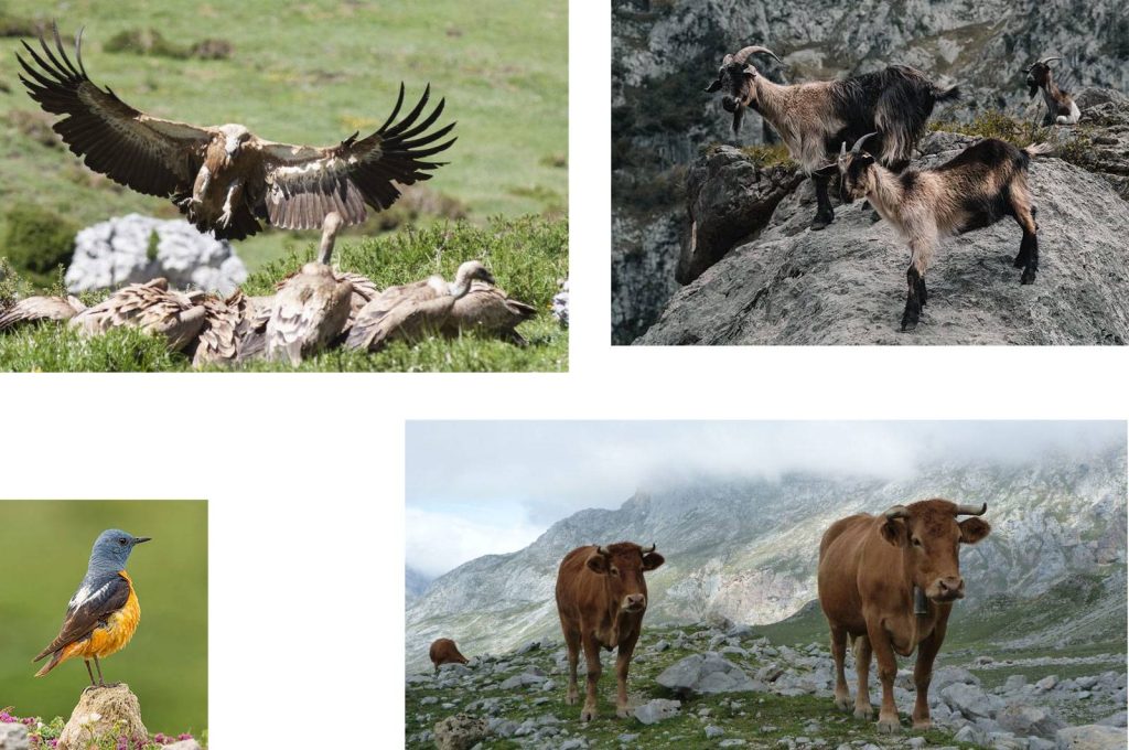 Fauna y vida salvaje del Parque Nacional Picos de Europa, España