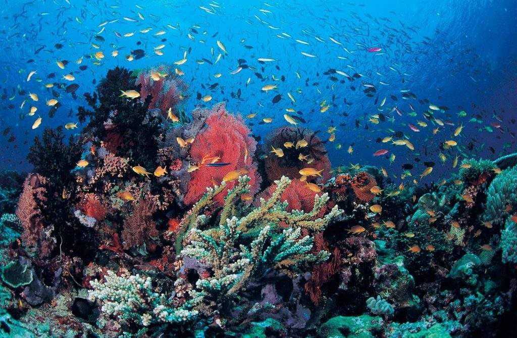 Fauna marina protegida de Cabo Verde