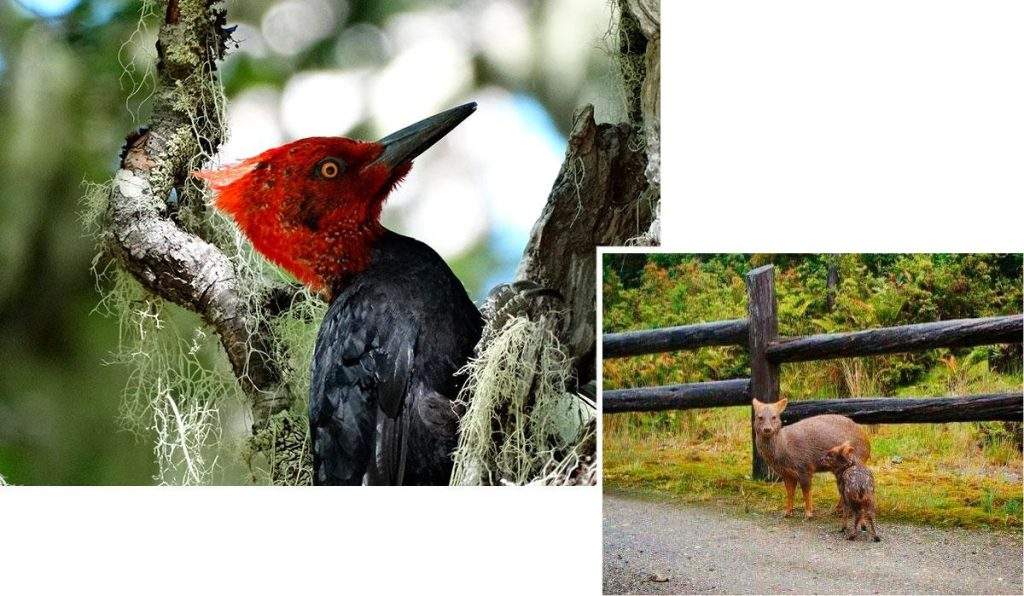 Fauna del Parque nacional Alerce Andino