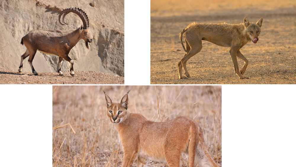 Fauna del Parque Nacional Asir, Arabia Saudita