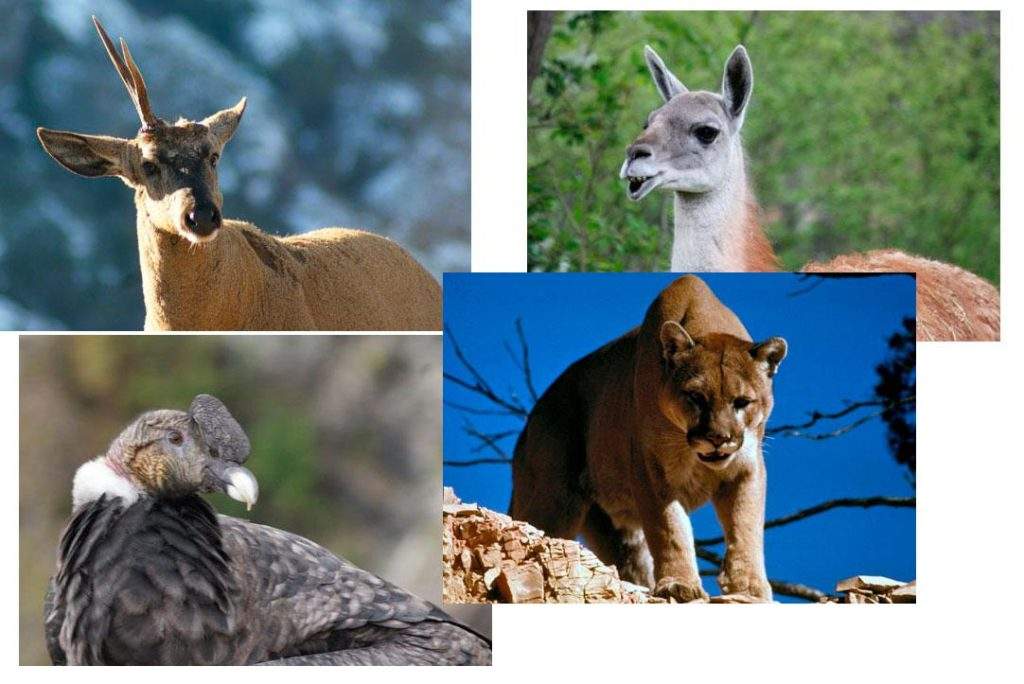 Fauna del Parque nacional Cerro Castillo. En la imagen PUma (Felis concolor), Cóndor(Vultur gryphus(, Guanago (Lama guanicoe) y Huemul (Hippocamelus bisulcus)