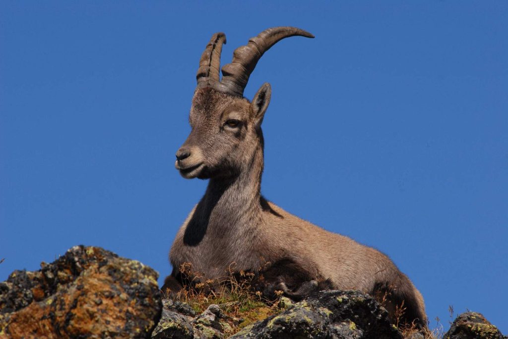 Fauna del Parque nacional del Stelvio