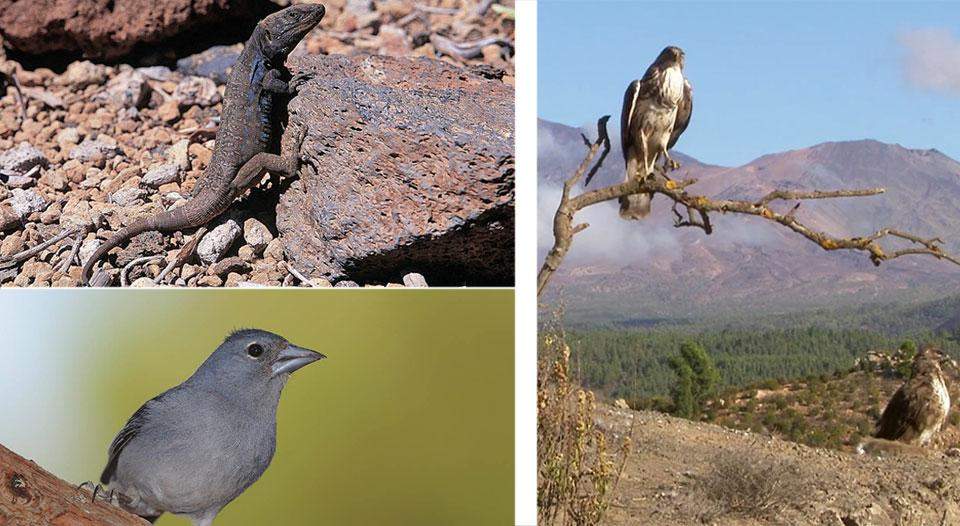 Fauna del Parque Nacional del Teide