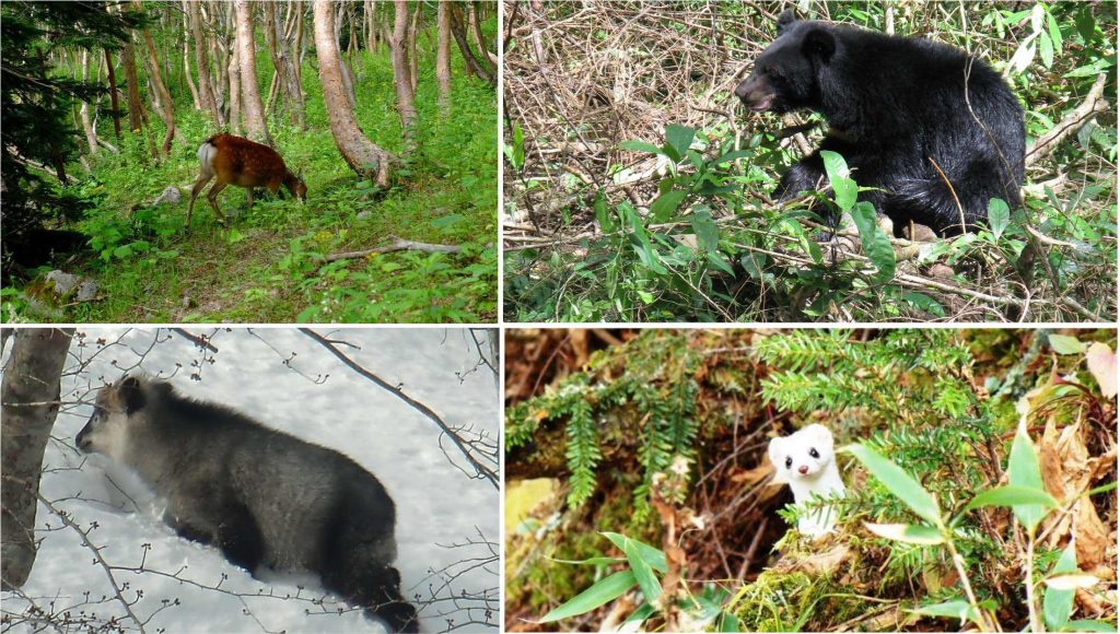 Fauna in de habitats van Nationaal Park Oze, Japan