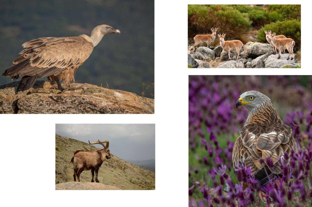 Fauna y animales salvajes en el Parque Nacional de la Sierra de guadarrama, España