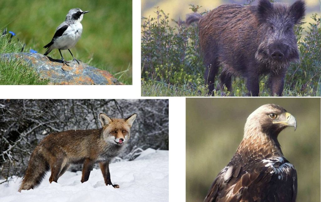 Fauna de Sierra Nevada