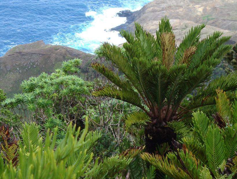 Flora del Parque Nacional Archipiélago de Juan Fernández