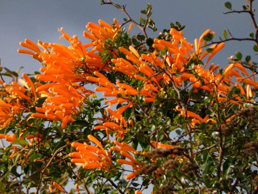 La flora en el Parque nacional Boa Nova en Brasil