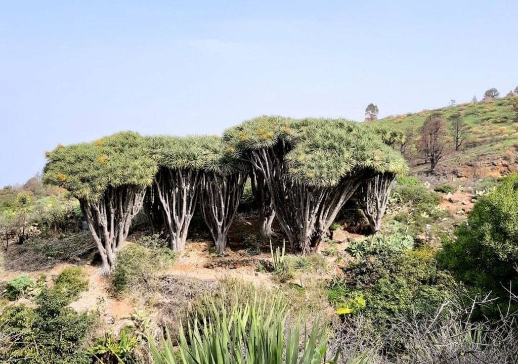 Flora de la Caldera de Taburiente