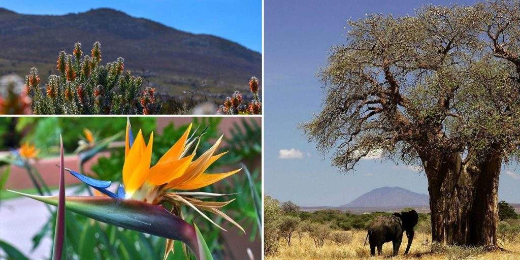 Especies representativas de la flora de África