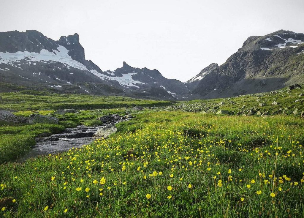 Flora de Jotunheimen