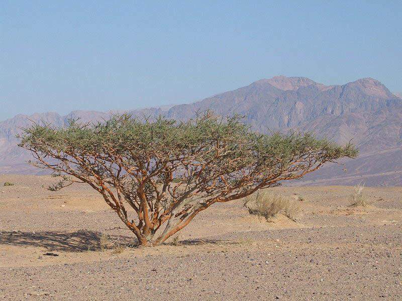 Flora en Chad, Vachellia tortilis