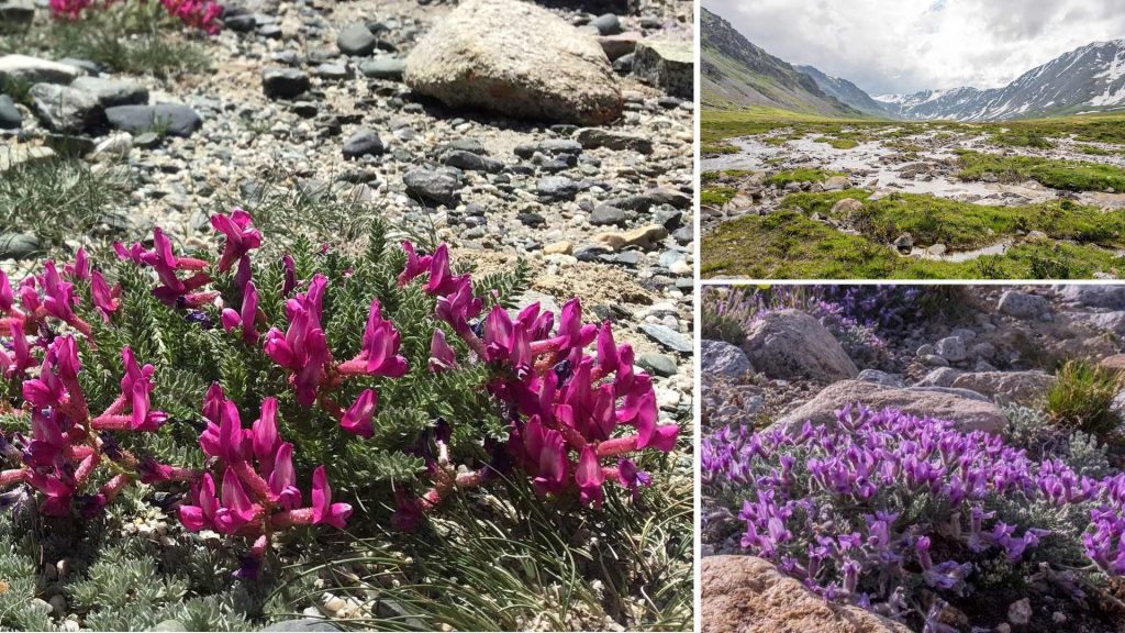 Flora del Parque Nacional Altai Tavan Bogd