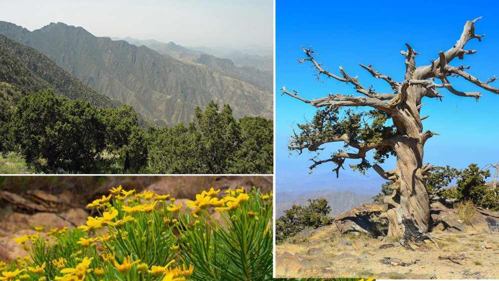 Flora del Parque Nacional Asir, Arabia Saudita