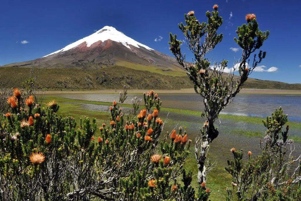 Flora salvaje del Parque Nacional Cotopaxi