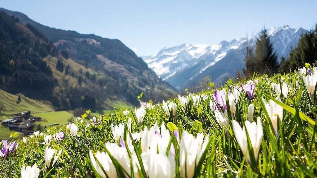 Flora silvestre del Parque nacional Hohe Tauren, Austria