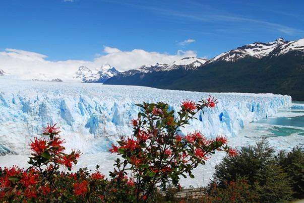 Flora del Parque Nacional Los Glaciares en Argentina