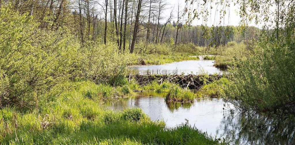 Flora del Parque Nacional Losiny Ostrov