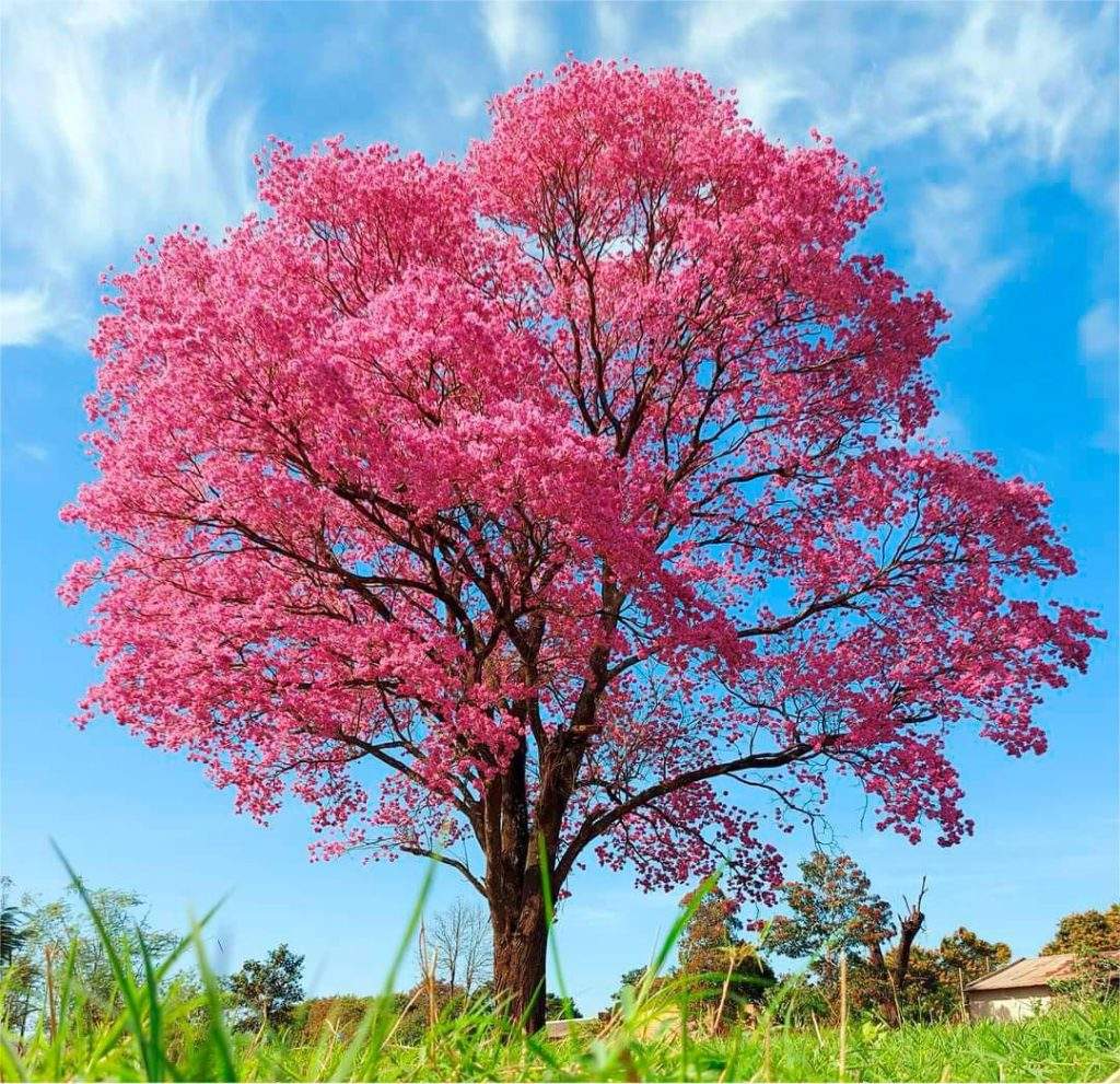 Flora del Parque-nacional Pantanal Matogrossense en Brasil