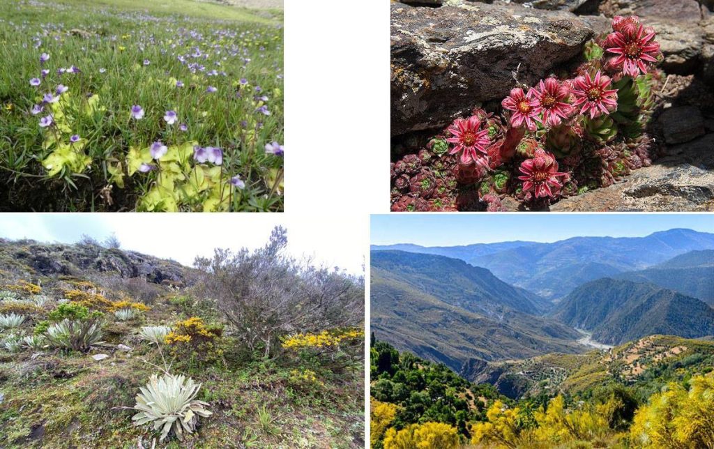 Flora del Parque Nacional Sierra Nevada