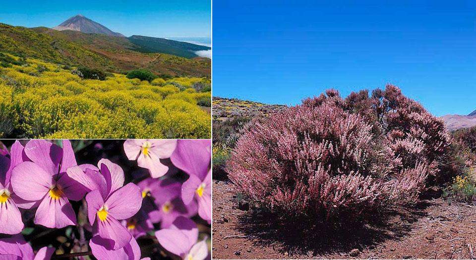 Flora del Parque Nacional del Teide