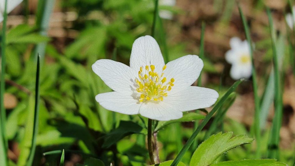 Flores silvestres del parque nacional de Ojców en Polonia