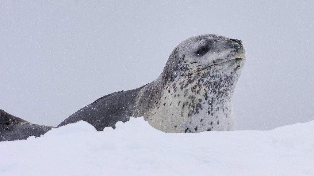 Foca leopardo del Parque Nacional Alberto de Agostini