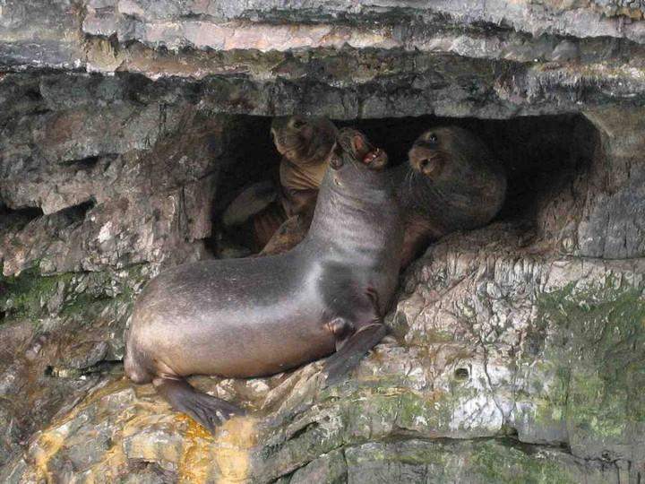 Focas del Parque nacional Bernardo O’Higgins