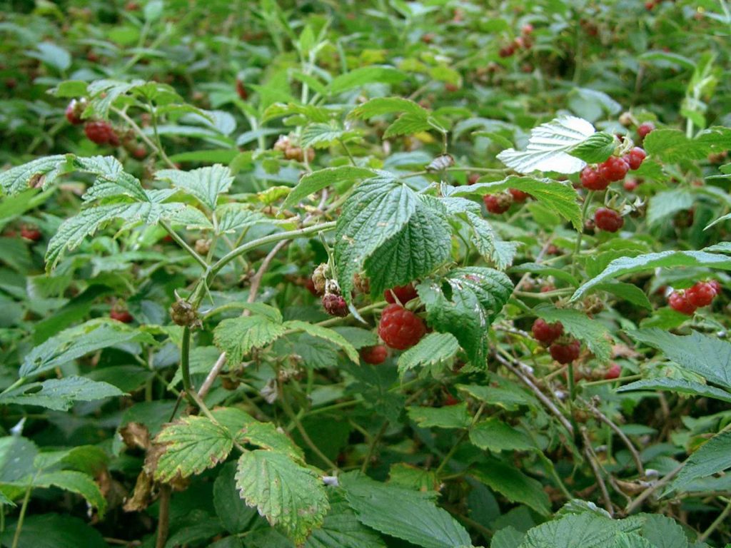 Frambuesas (Rubus idaeus) en el Parque Nacional de Bayanaul, Kazajistán