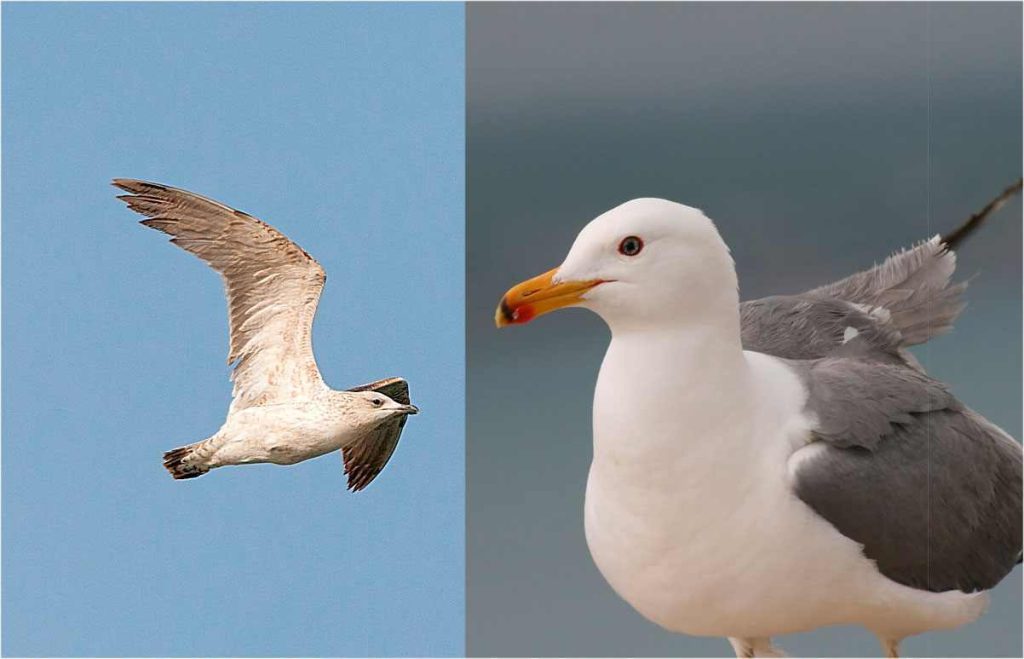 Gaviota armenia (Larus armenicus)