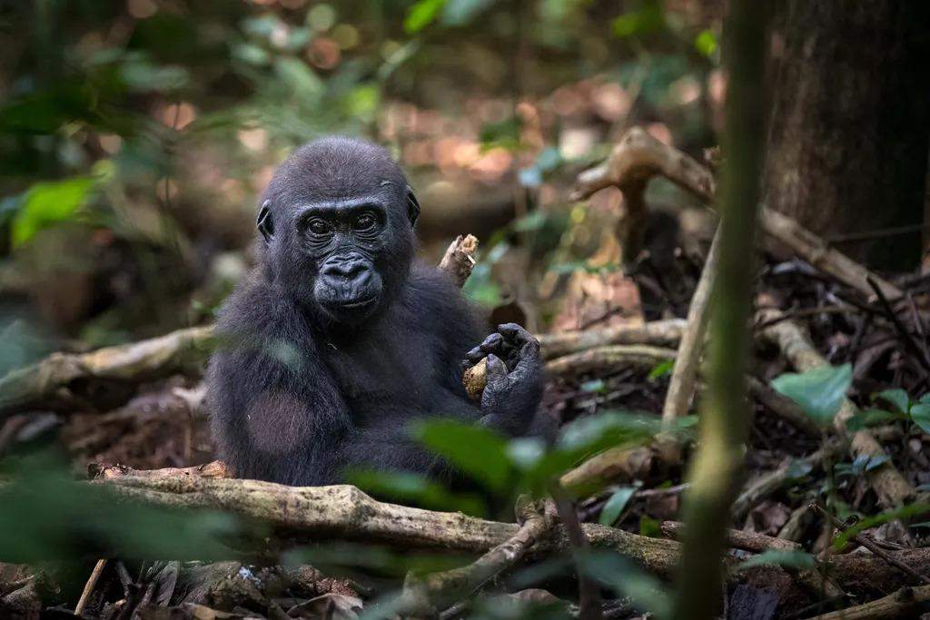 Gorila occidental de llanura de la República Centroafricana