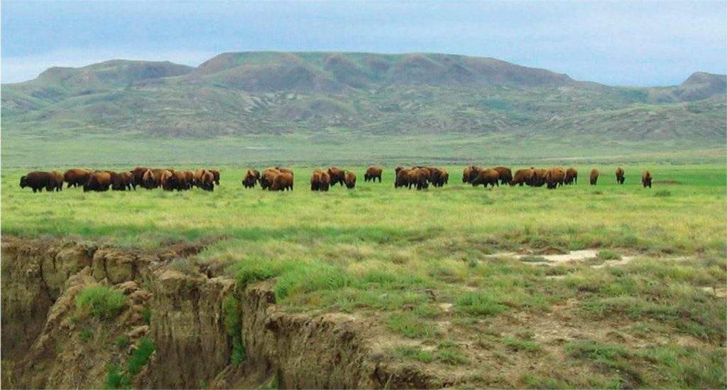 Parque Nacional Grasslands