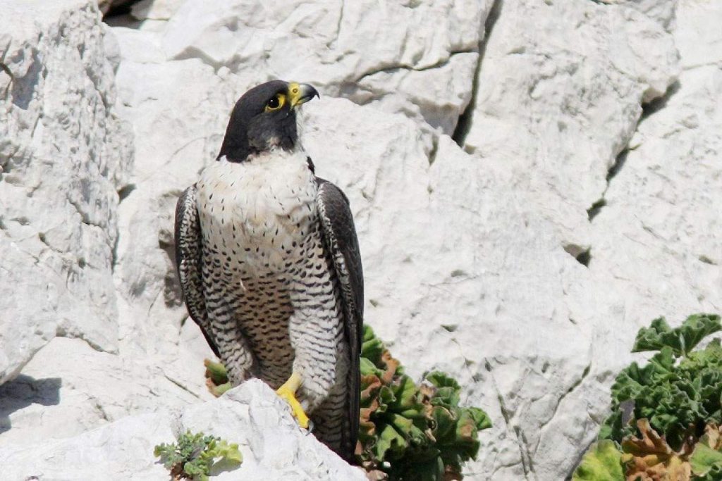 Halcón peregrino de Alanques