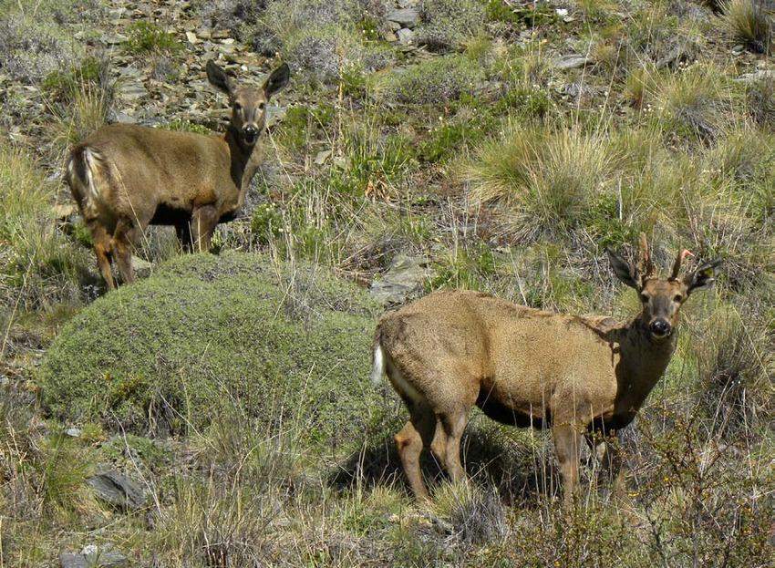 Huemules (Hippocamelus bisulcus) del Parque nacional Bernardo O’Higgins en Chile