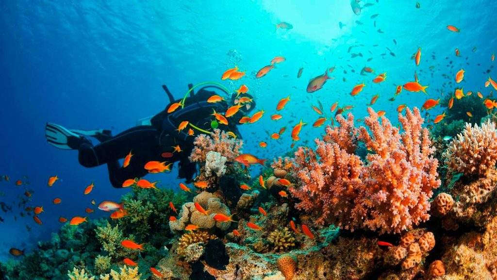 Parque Nacional Submarino La Caleta