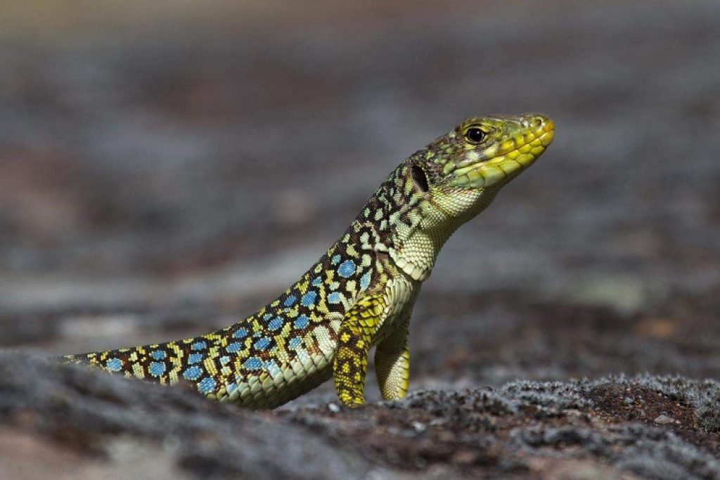 Lagarto ocelado (Timon lepidus) 