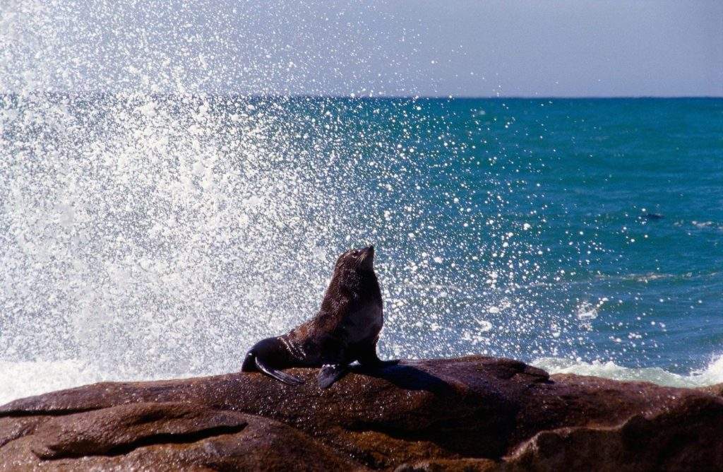 Colonia de leones marinos en el Parque Nacional Cabo Polonio