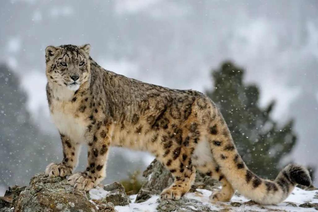 Leopardo de las nieves (Panthera uncia) en las montañas de Sichuan, China