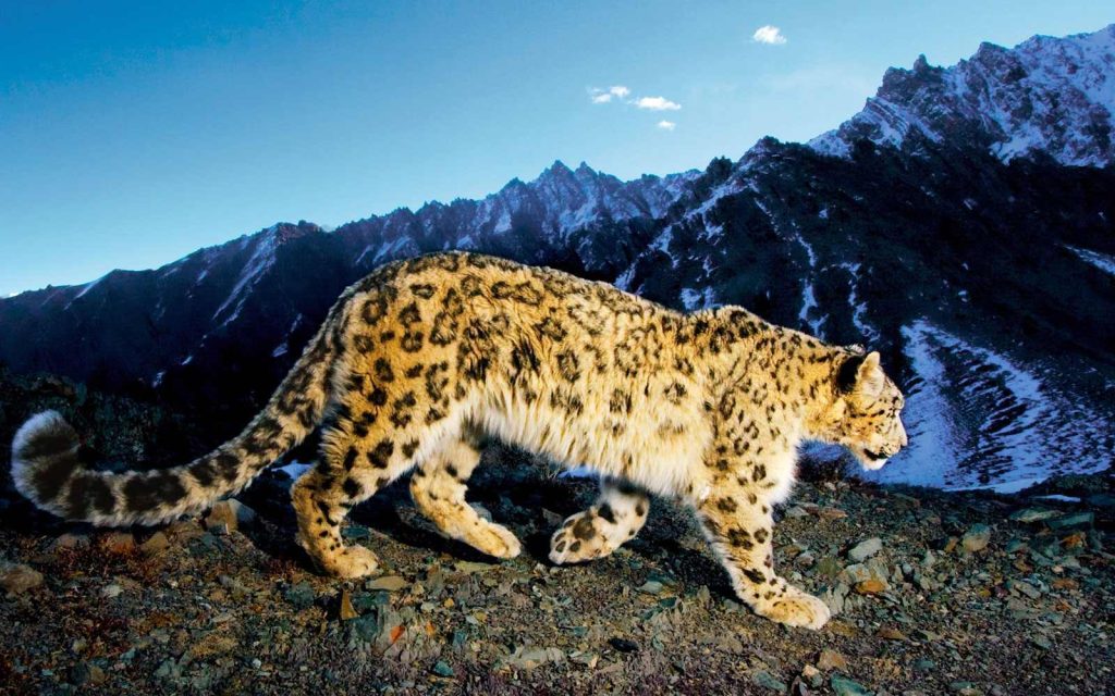 Leopardo de las nieves (Panthera uncia) en el Parque Nacional Sanjiangyuan, Qinghai, China