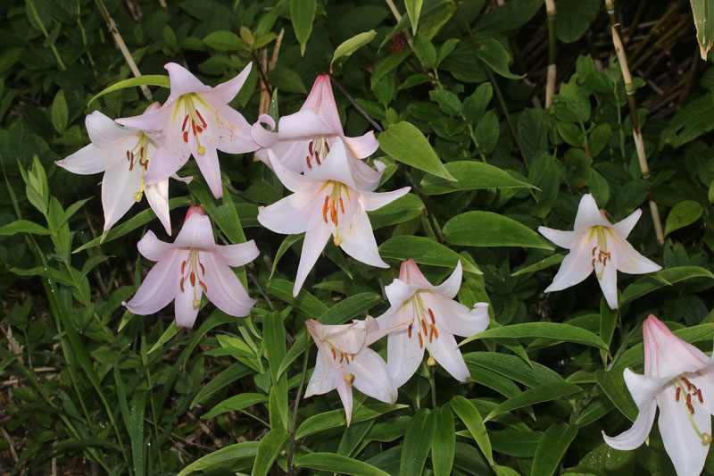 Lelie van Oze (Lilium japonicum)