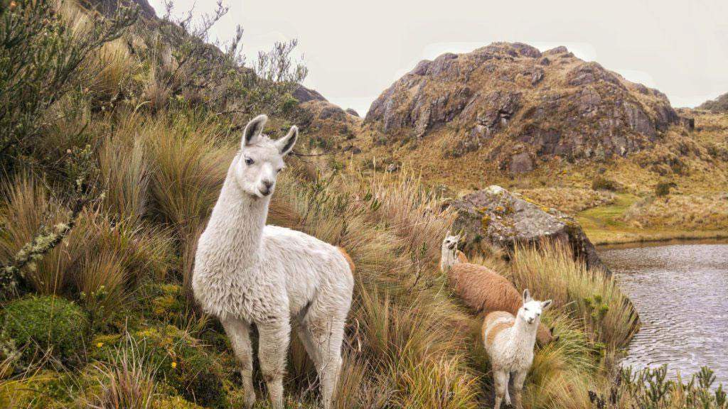 Llamas (Lama glama) en Ecuador