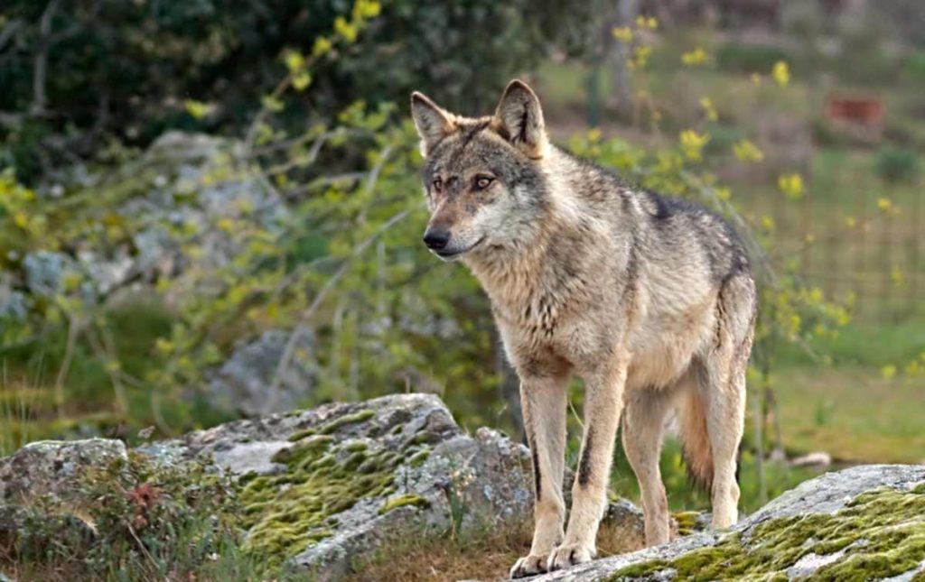 Buiratau destacan el lobo (Canis lupus) en Buiratau, Kazajistán