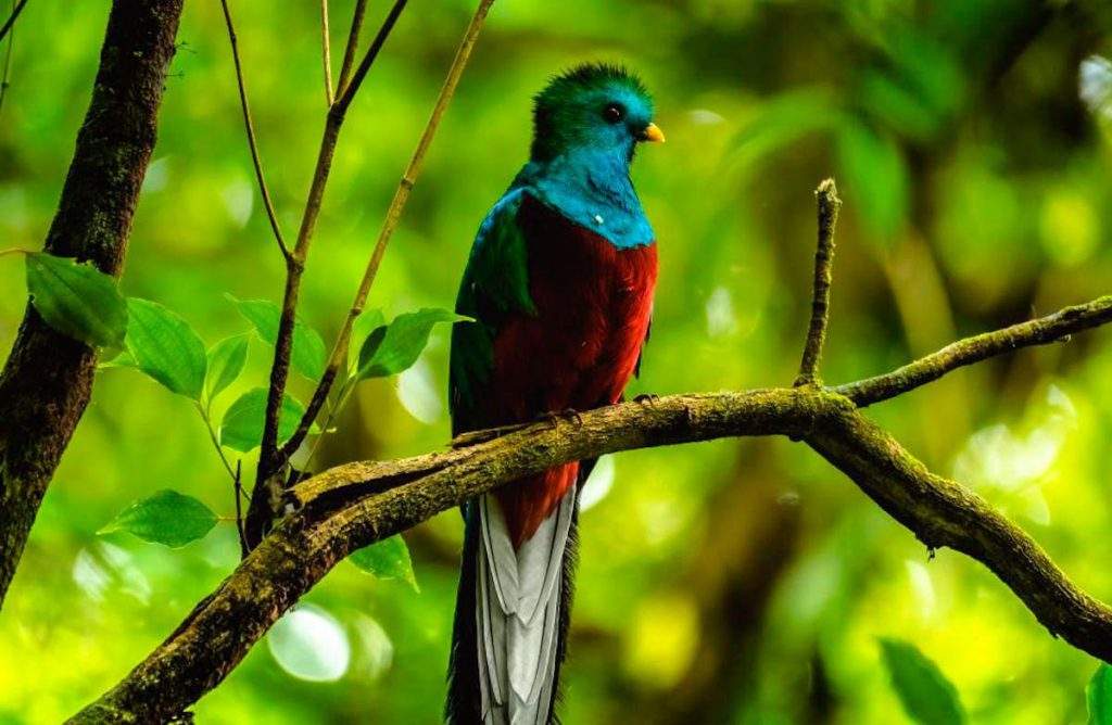 Parque Nacional Los Quetzales