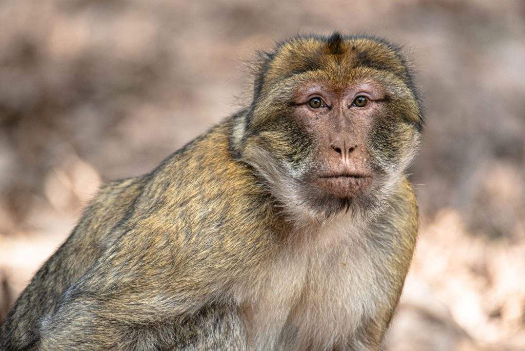 Macaco de Berbería o Mona de Berber Macaca sylvanus