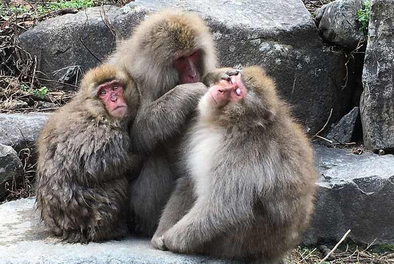 macaco japonés (Macaca fuscata)